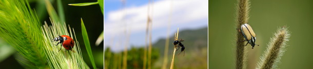 immagini di insetti vari